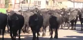Yerli Irk Mandada Et ve Süt Üretimi Artırıldı