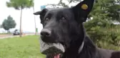 Yavrularını Kaybeden Köpek, 3 Yıldır Ağzında Taşla Geziyor