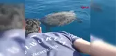 Muğla Marmaris'te Ayağına Taş Bağlanan Deniz Kaplumbağası Kurtarıldı