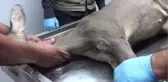 Yaralı Karaca Tedavi Altına Alındı
