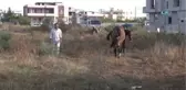 Çalındı Denilen İngiliz Atı ve Yavrusu Bulundu