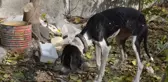 Ağaca Asılı Halde Bulunan Köpek, Ölmek Üzereyken Son Anda Kurtuldu