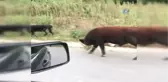 Giresun'da İneklere İşkence Gibi Uygulama ile İlgili İnceleme Başlatıldı