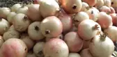 Keben Narında Hasat Başladı - Mersin