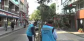 Ünye Caddelerine Manolya Ağaçları