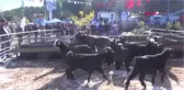 Aydınlı Kadın Çiftçiler Koyun Sahibi Oldu