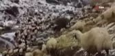 Erzincan'da Etkili Olan Kar Yağışı Nedeniyle Koyun Sürüleri Yaylada Mahsur Kaldı