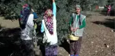 2. Altınözü Zeytin ve Zeytinyağı Festivali Renkli Başladı