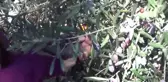 Ayvalık'ta Zeytin Hasadı Coşkusu