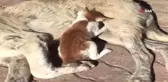 Sokak Köpeği, Kediye Annelik Ediyor