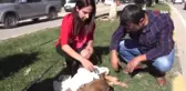 Yaralı Köpeğin Üstünü Hırkası ile Örttü