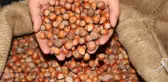 Toprak Mahsulleri Ofisi Fındık Alımlarına Bugün Başlıyor
