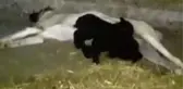 Kuzulara Annelik Yapan Kangal Köpeği Sosyal Medyayı Salladı