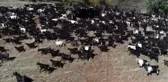 Karakeçili Yörüklerinin Zorlu Kış Göçü (1)