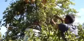 Tescilli Keben Narında Hasat Sürüyor