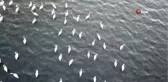 Flamingolar Arin Gölü'nü Mesken Tuttu