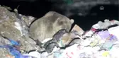 Bozayı Yavrusuyla Konutların Arasında Yiyecek Aradı