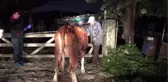 Hayvan Hırsızlığı Operasyonu