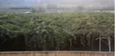Bahçeye Çevrilen Bataklıkta 450 Ton Kivi Üretildi