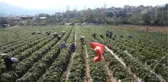 Vali Hanım