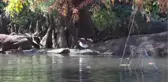 Central Park'ın Davetsiz Misafiri Mandarin Ördeği Parkın Maskotu Oldu - New