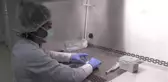 Sığır Tendonları Yerli Kolajene Dönüştü