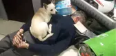 Köpeği, Kıskıvrak Yakalanan Torbacının Üzerine Oturup Bekledi