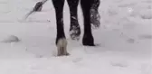 Cirit Atlarının Kar Üstündeki Dansı Başladı - Kars