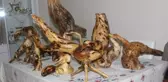 Ağaç Kökleri Sanat Eserine Dönüşüyor