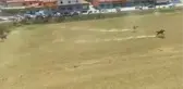 Emekli Şampiyonlar 