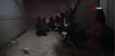 Tavukları Podyuma Hazırlıyor