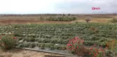 Konya Rüzgar Enerjisiyle, 200 Bin Dekar Alan Sulanacak