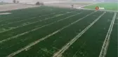 Ispanaklar Maliyetten Tarlada Kaldı...ıspanak Tarlaları Havadan Görüntülendi