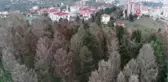 Atatürk Köşkü Ormanı'nı '12 Dişli'den Kurtarmak İçin Kuruyan Ağaçlar Kesilecek