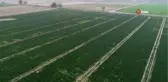 Ispanaklar Maliyetten Tarlada Kaldı...ıspanak Tarlaları Havadan Görüntülendi