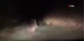 Ayıları Önce Kovaladı, Sonra Özür Dileyerek Bal Verdi