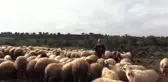 Aa'nın 