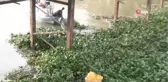 Asi Nehri'ni İstila Eden Su Canavarları Temizleniyor