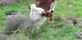 Görme Engelli Genç, İşkur Desteğiyle Çiftlik Kurdu
