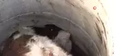 Silivri'de Dana Kurtarma Operasyonu
