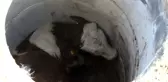 Talihsiz Dana Rögara Düştü