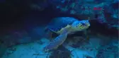 Antalya Misinaya Takılan Caretta Caretta Ölümden Kurtarıldı