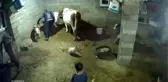 Çöken Ahırın Altında Kalmaktan Son Anda Kurtuldular