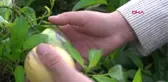 Manisa Şifa Niyetine Diktiği Pepino Gelir Kaynağı Oldu