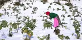 Karadeniz Kadınları, Aa'nın 