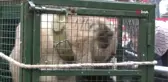 Bir Köpeğin Gözyaşları ile Gelen Dostluk