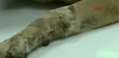 Adana Sokak Köpekleri Pompalı Tüfekle Vuruldu