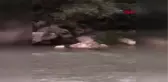 Tunceli Kaymakam, Koruma Altındaki Su Samurunu Görüntüledi