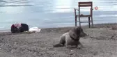 Marmarisli Hayvanseverlerden Çağrı: 