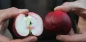 Sadece Ardahan'da Yetişen İçi ve Dışı Kırmızı Elma Tescillendi